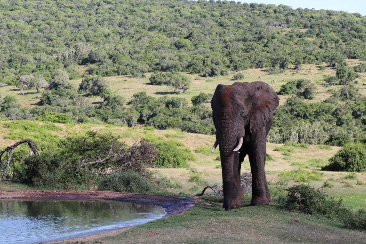 Hopewell Private Game Reserve Buyskloof Exteriör bild