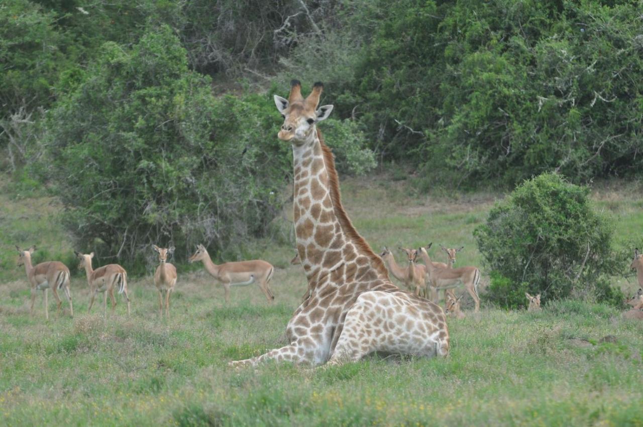 Hopewell Private Game Reserve Buyskloof Exteriör bild