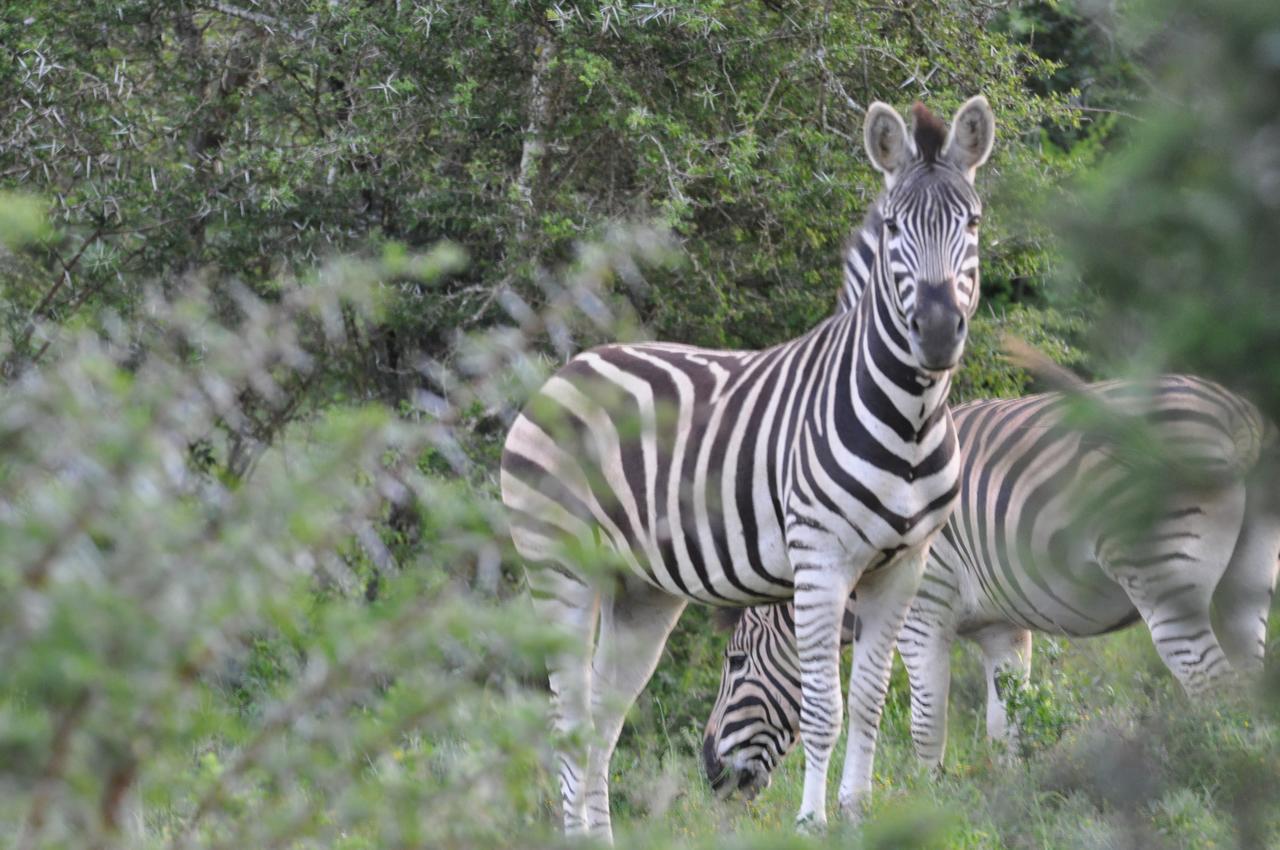 Hopewell Private Game Reserve Buyskloof Exteriör bild